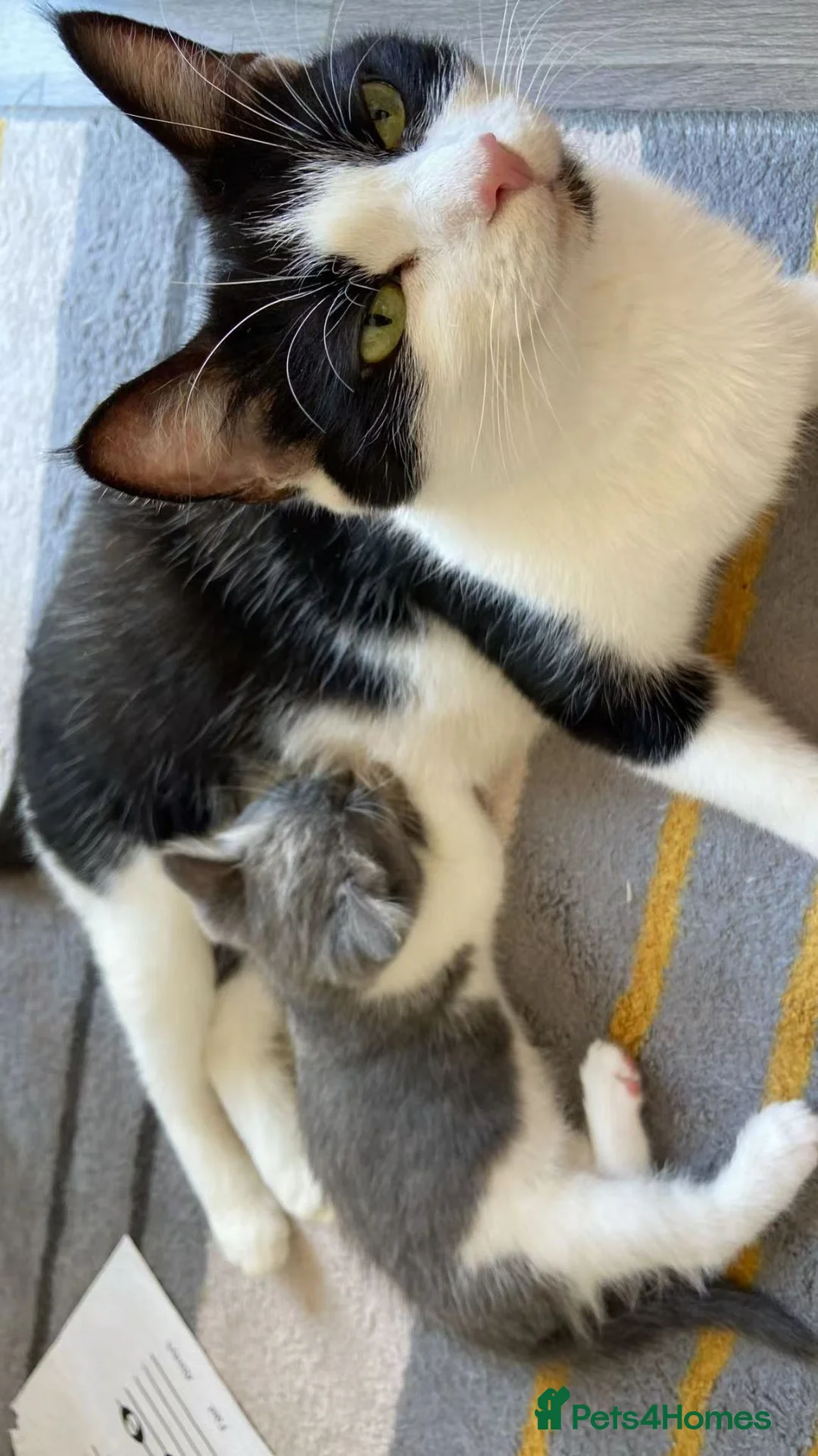 Mixed Breed cats for sale: *Last Boy*Cute and playful kittens for a good home - Advert 2