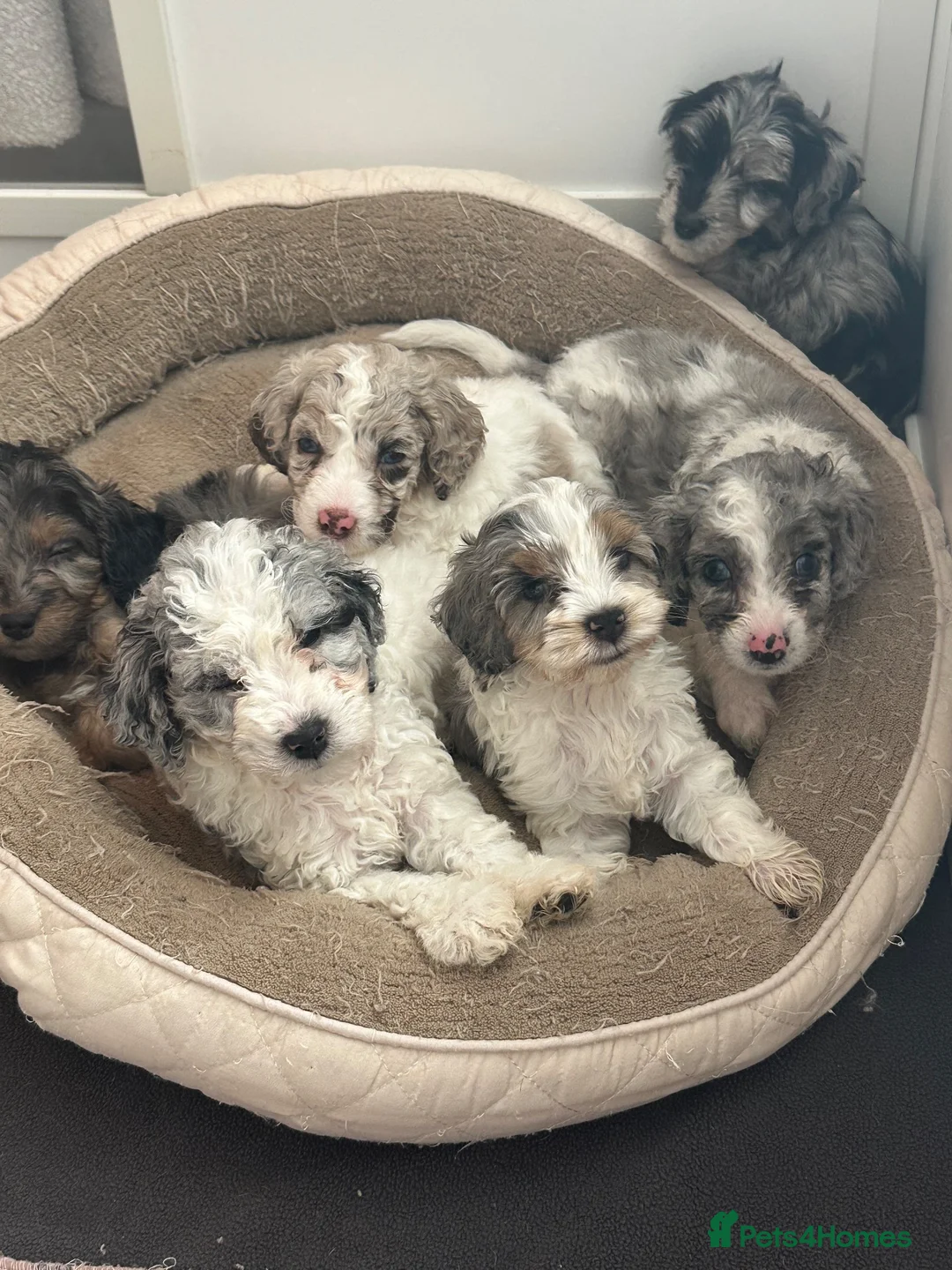 Cockapoo dogs for sale: Stunning cockapoos - Advert 1