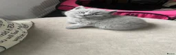 British Shorthair cats for sale: British short hair  - Advert 2