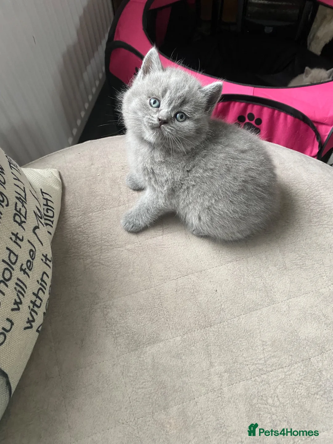 British Shorthair cats for sale: British short hair  - Advert 2