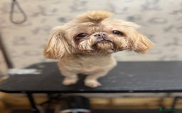 Shih Tzu dogs for sale: READY NOW boy and girl  - Image 4