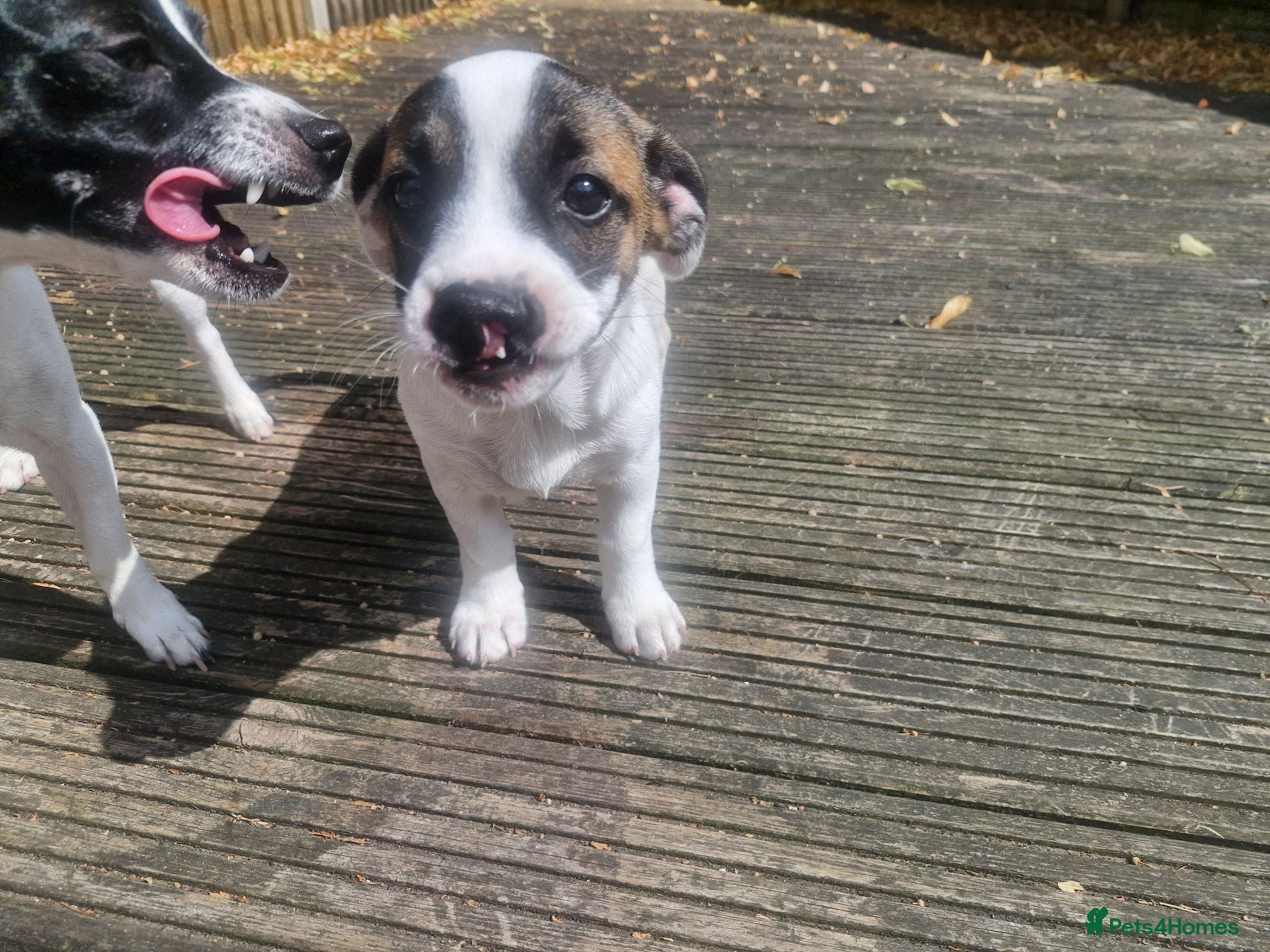 Mixed Breed dogs Beautiful 12 week old male for sale - Advert 14