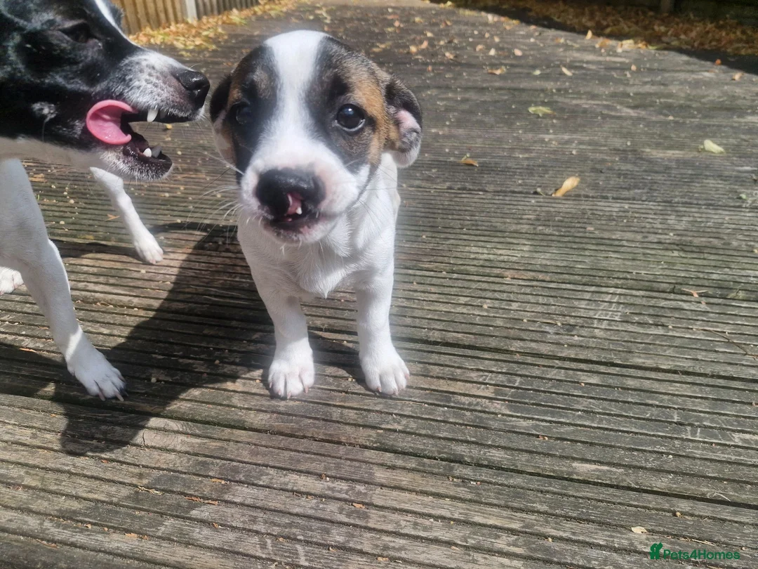 Mixed Breed dogs for sale: Beautiful 12 week old male for sale - Advert 1