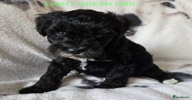 Tibetan Terrier dogs - Advert 2