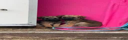 Border Terrier dogs for sale: Beautiful little girl  - Advert 2