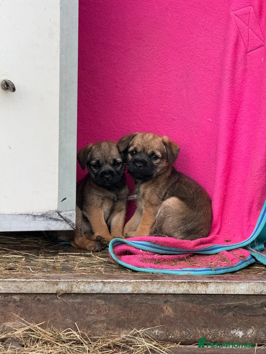 Border Terrier dogs for sale: Beautiful little girl  - Advert 2