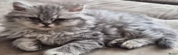 British Shorthair cats for sale: Amazing British shorthair and longhair. - Advert 3