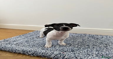 Jack Russell dogs - Advert 1