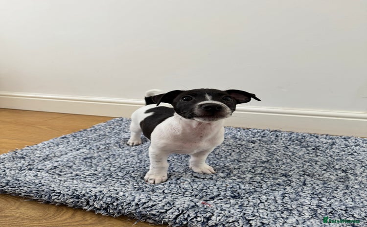 Jack Russell dogs - Advert 2