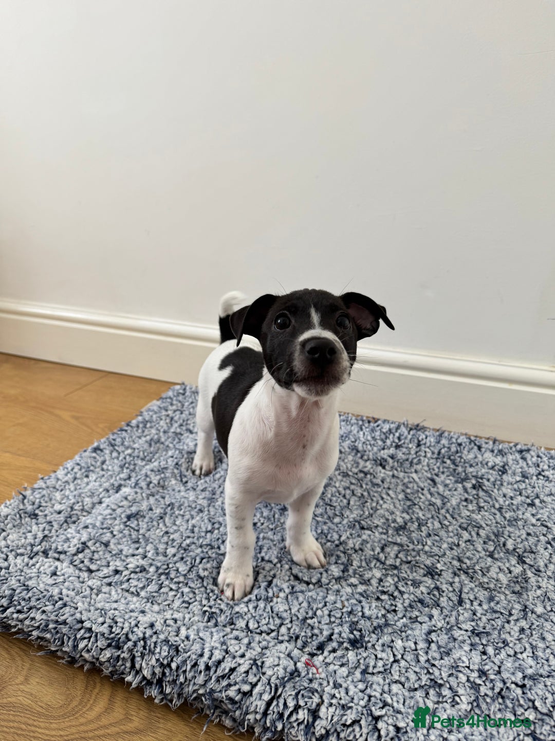 Jack Russell dogs for sale: 4 Currently Available: 2 Girls, 2 Boys - Image 1