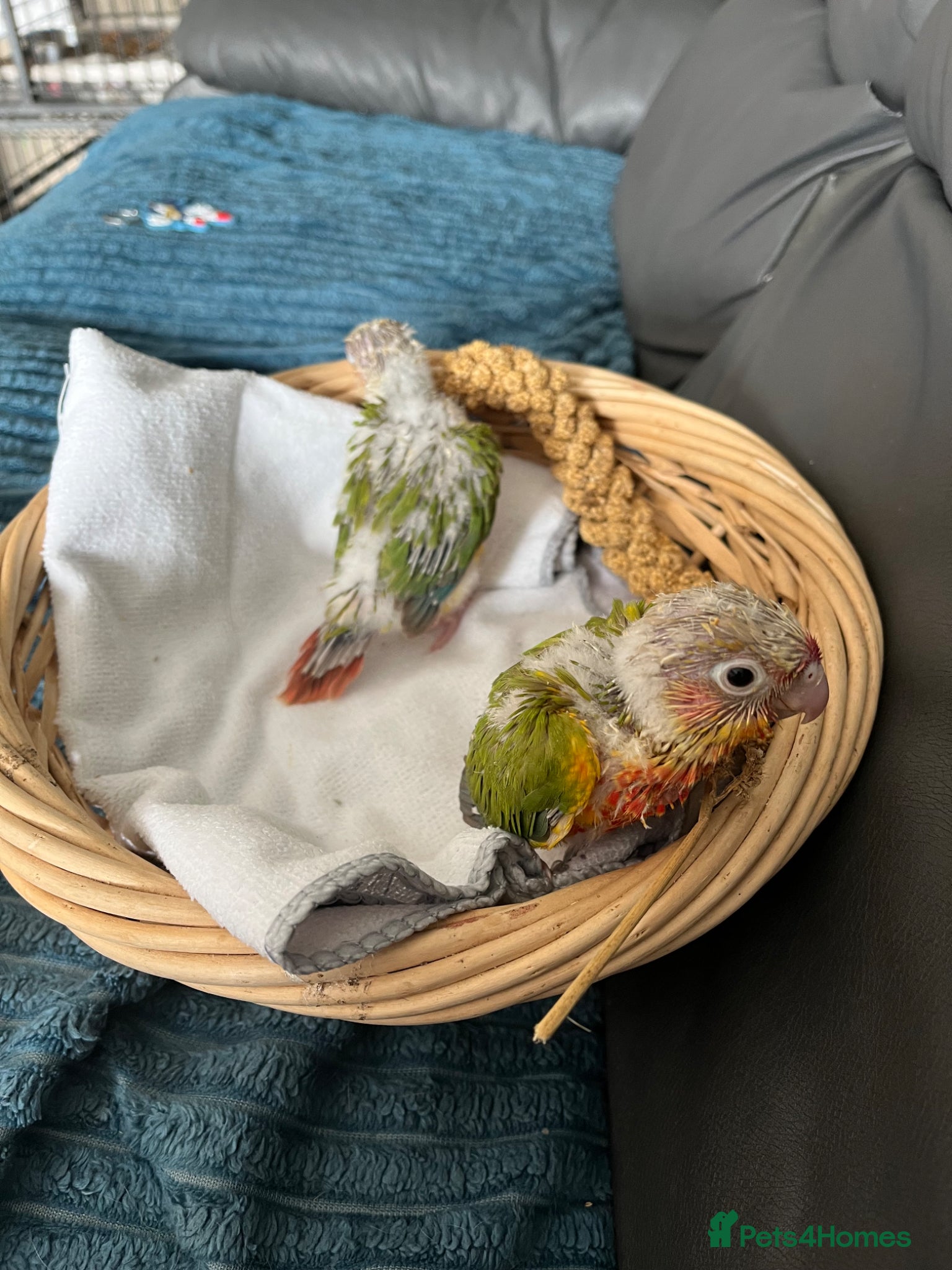 Conures birds Silly tame hand reared conour baby  - Advert 2