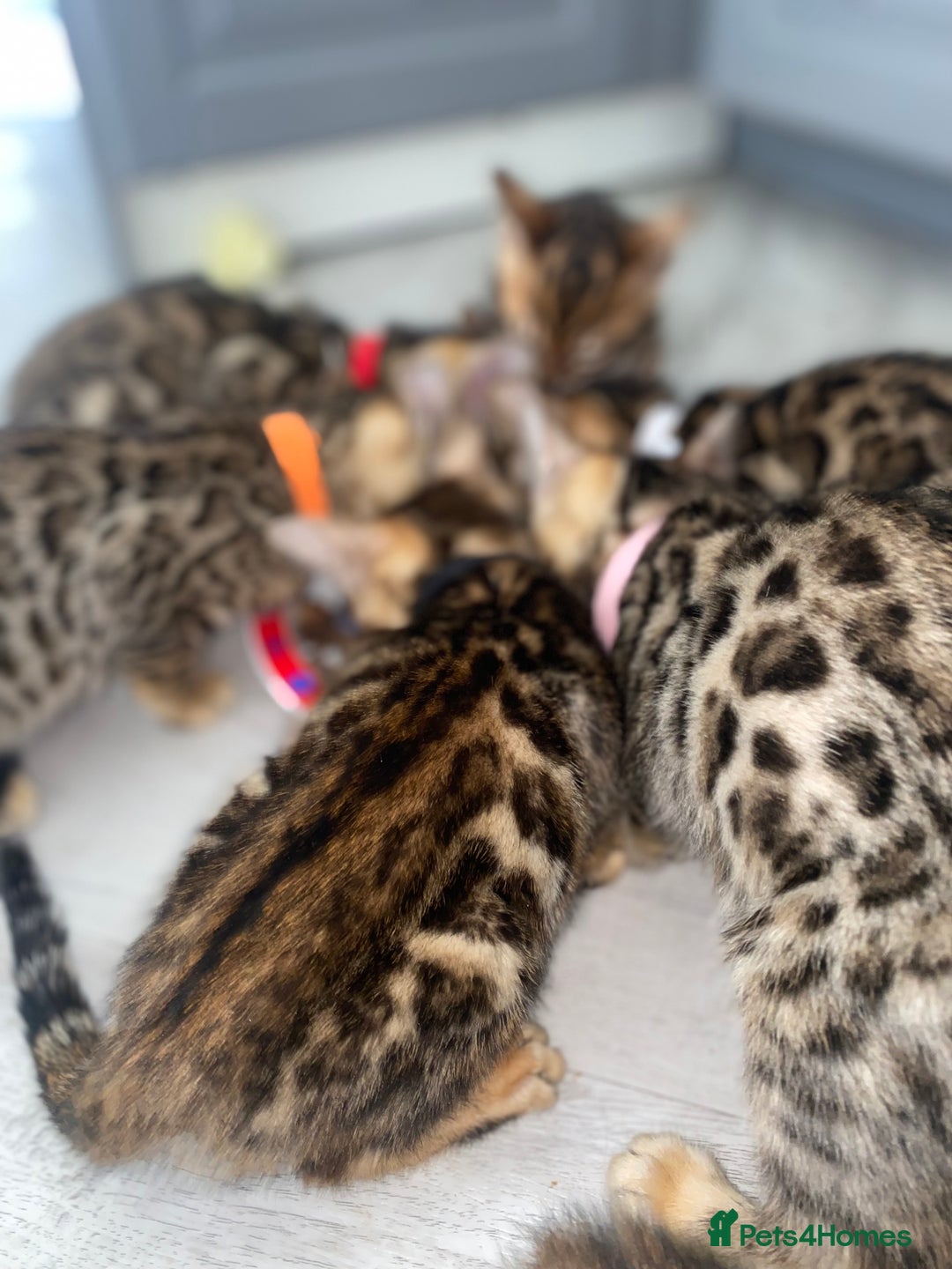 Bengal cats for sale: Top quality pure breed bangal kittens available  - Image 12
