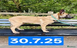 Belgian Shepherd Dog dogs for sale: KC Reg Belgian Shepherd Malinois pups for sale in Newport - Image 1