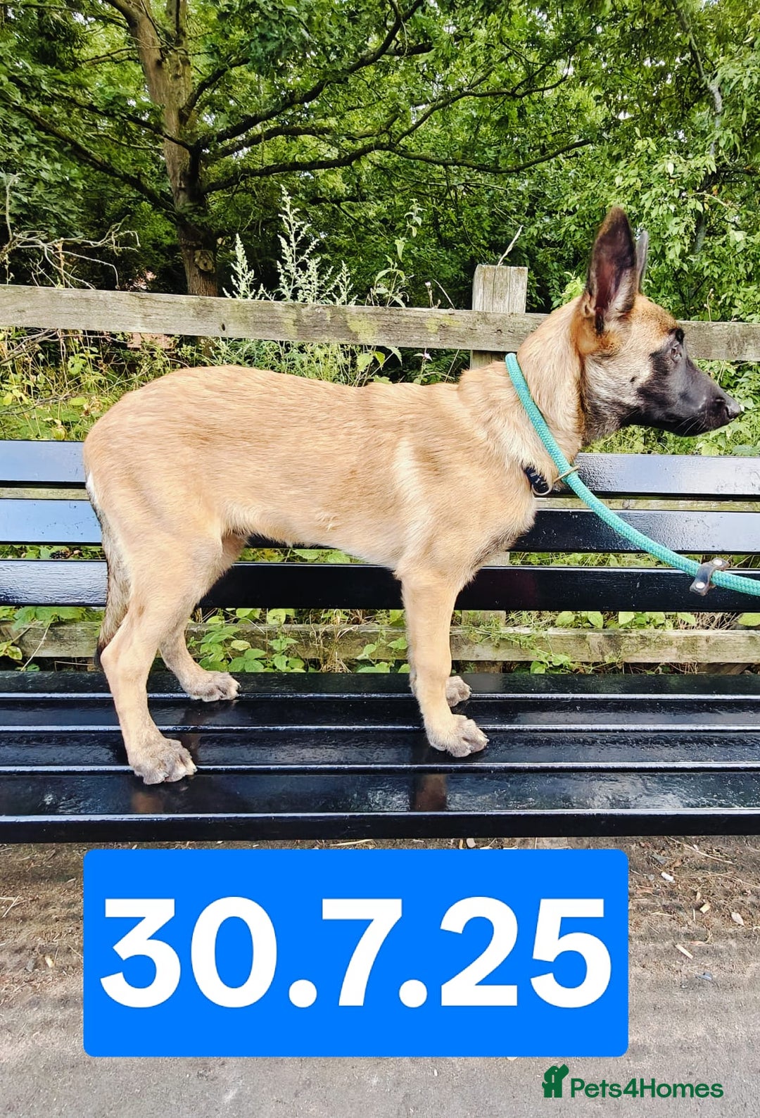 Belgian Shepherd Dog dogs for sale: KC Reg Belgian Shepherd Malinois pups for sale in Newport - Image 1