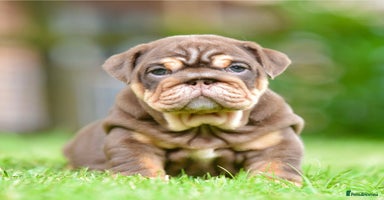 English Bulldog dogs - Advert 10