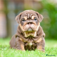 English Bulldog dogs - Advert 1