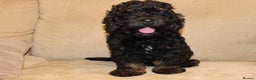 Cockapoo dogs for sale: American unique Black & Tan Cockapoo Girl - Advert 2
