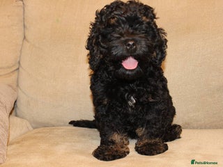 Cockapoo dogs American unique Black & Tan Cockapoo Girl - Advert 13