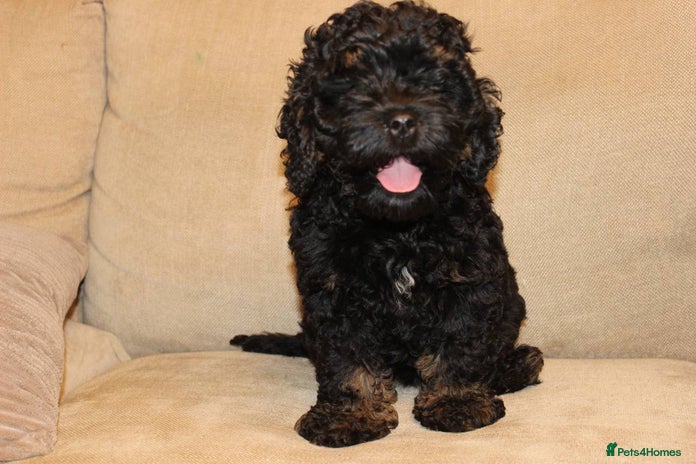 Cockapoo dogs American unique Black & Tan Cockapoo Girl - Advert 15