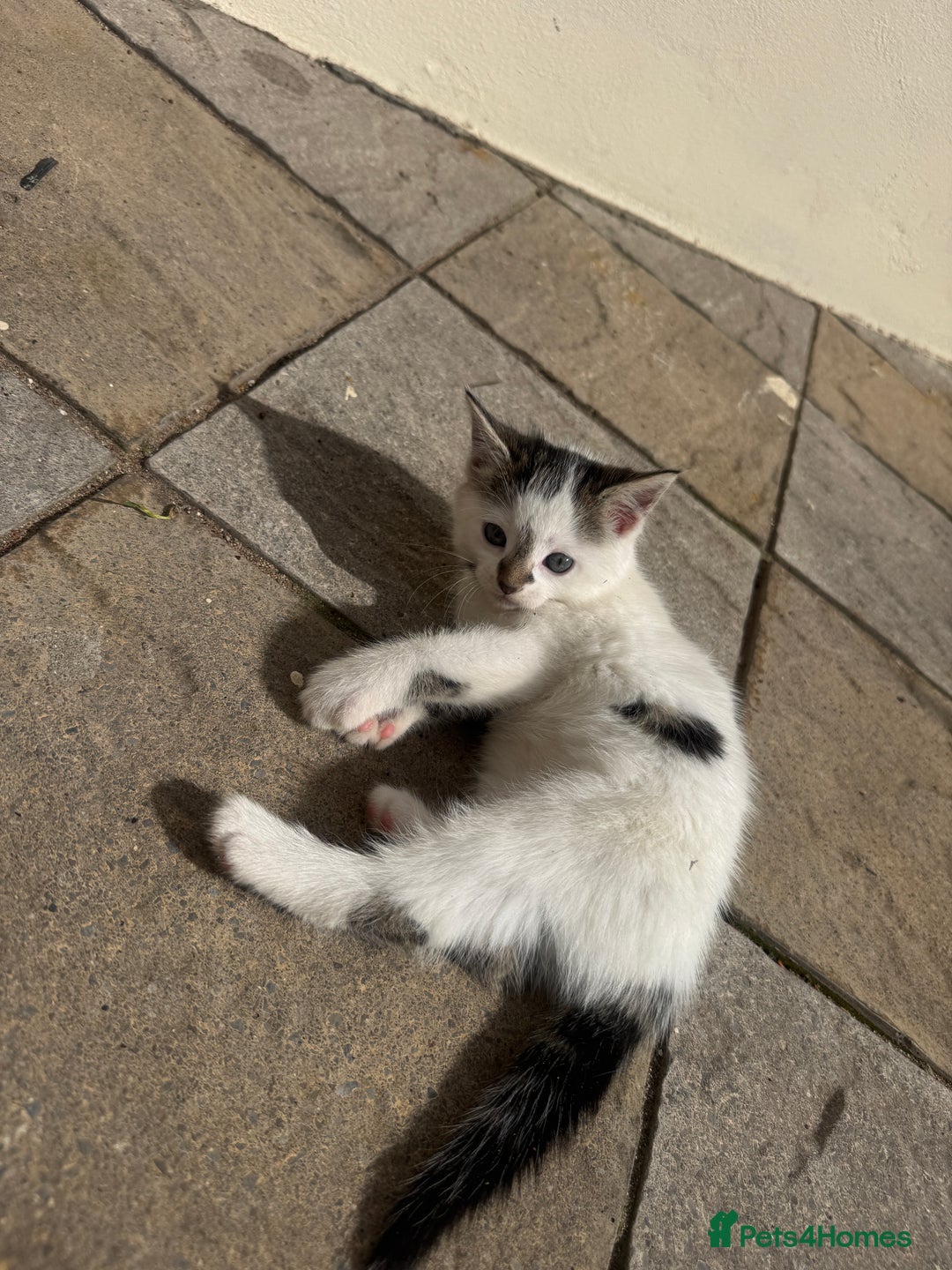 Turkish Angora cats for sale: half turkish angors  - Image 12