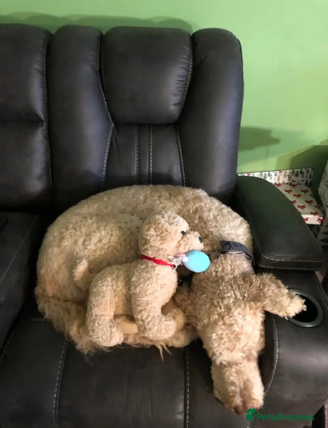 Labradoodle dogs for sale: Stunning labradoodle - Advert 2