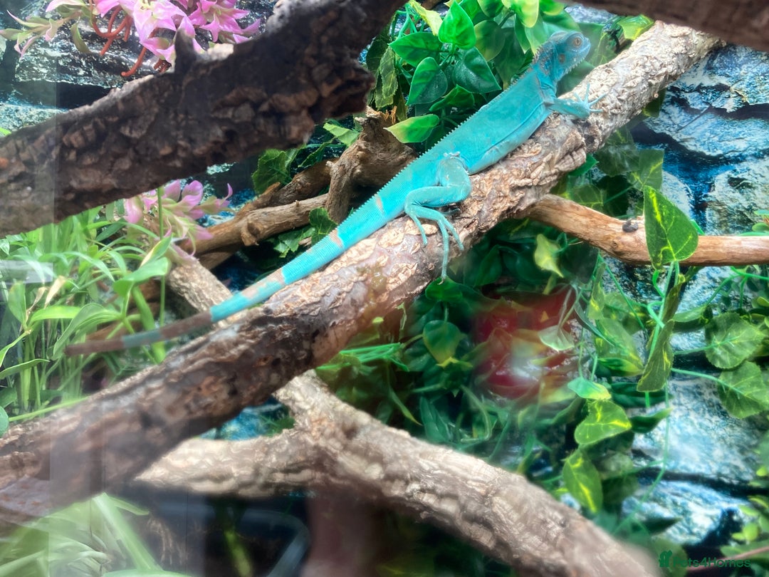 Iguana reptiles for sale: Stunning young blue iguana  - Image 3