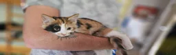 Mixed Breed cats for sale: 5 adorable kittens are ready for new homes - Advert 3