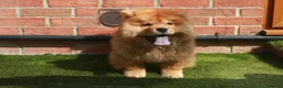 Chow Chow dogs for sale: Beautiful Chow girls available now  - Advert 17