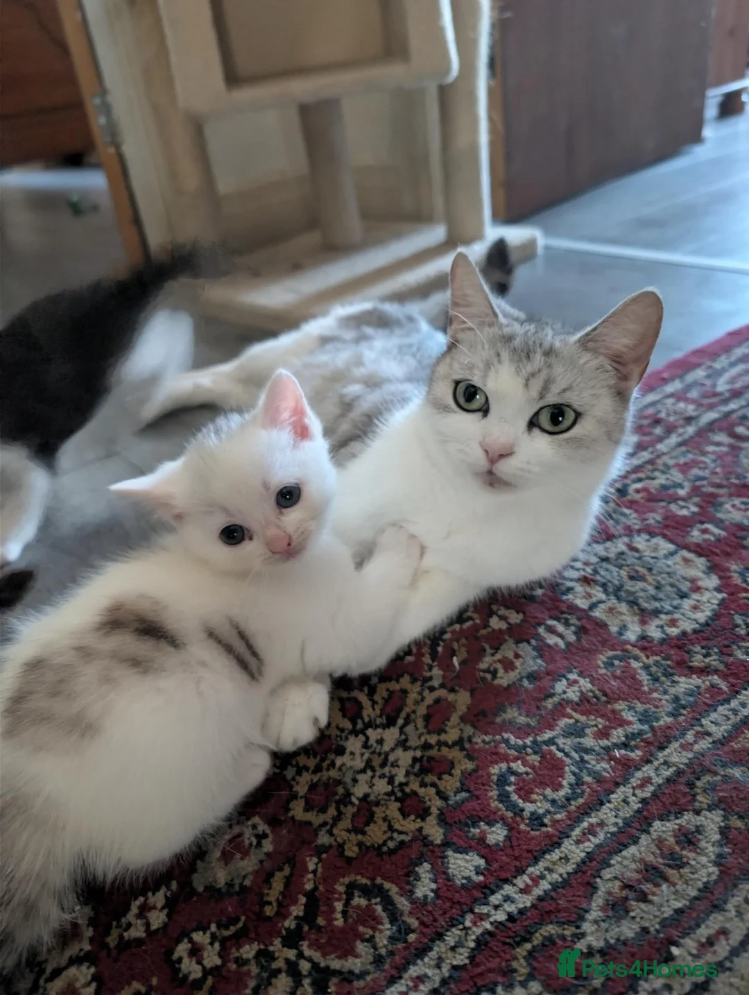 Mixed Breed cats for sale: Persian mix cross - Advert 1