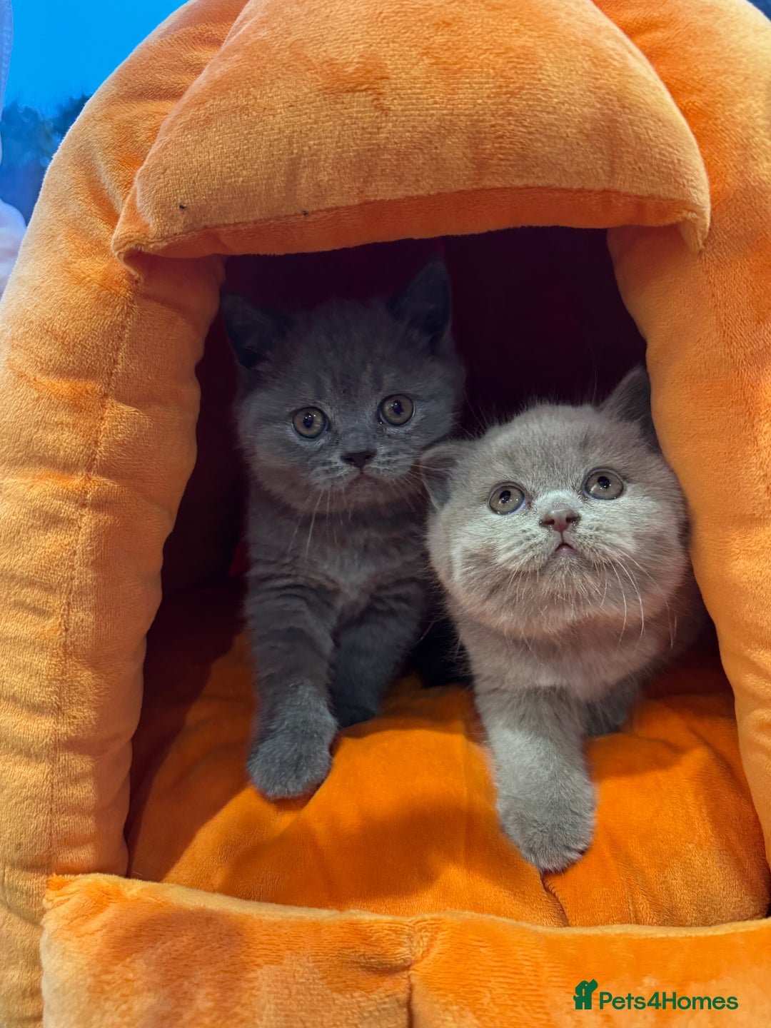 British Shorthair cats for sale: Blue and Lilac British shorthair boys  - Image 4
