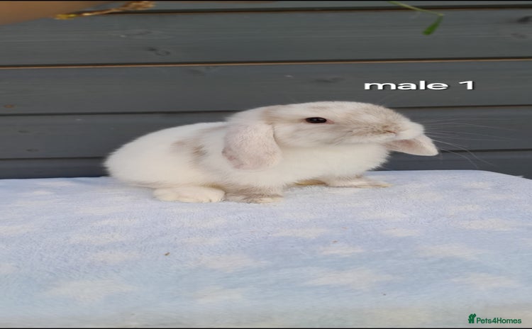 Mini Lop rabbits - Advert 13