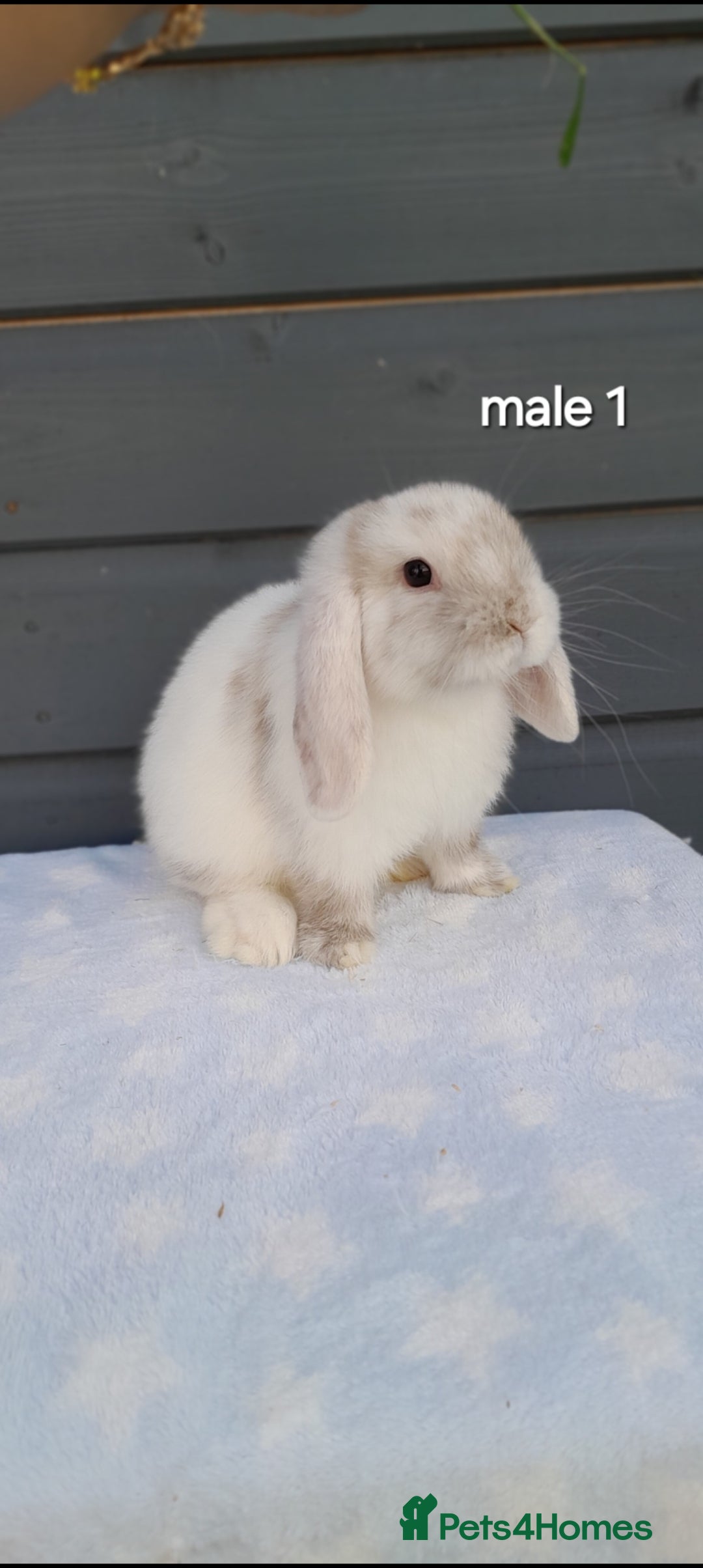 Mini Lop rabbits for sale: Gorgeous mini lop rabbits  - Image 10