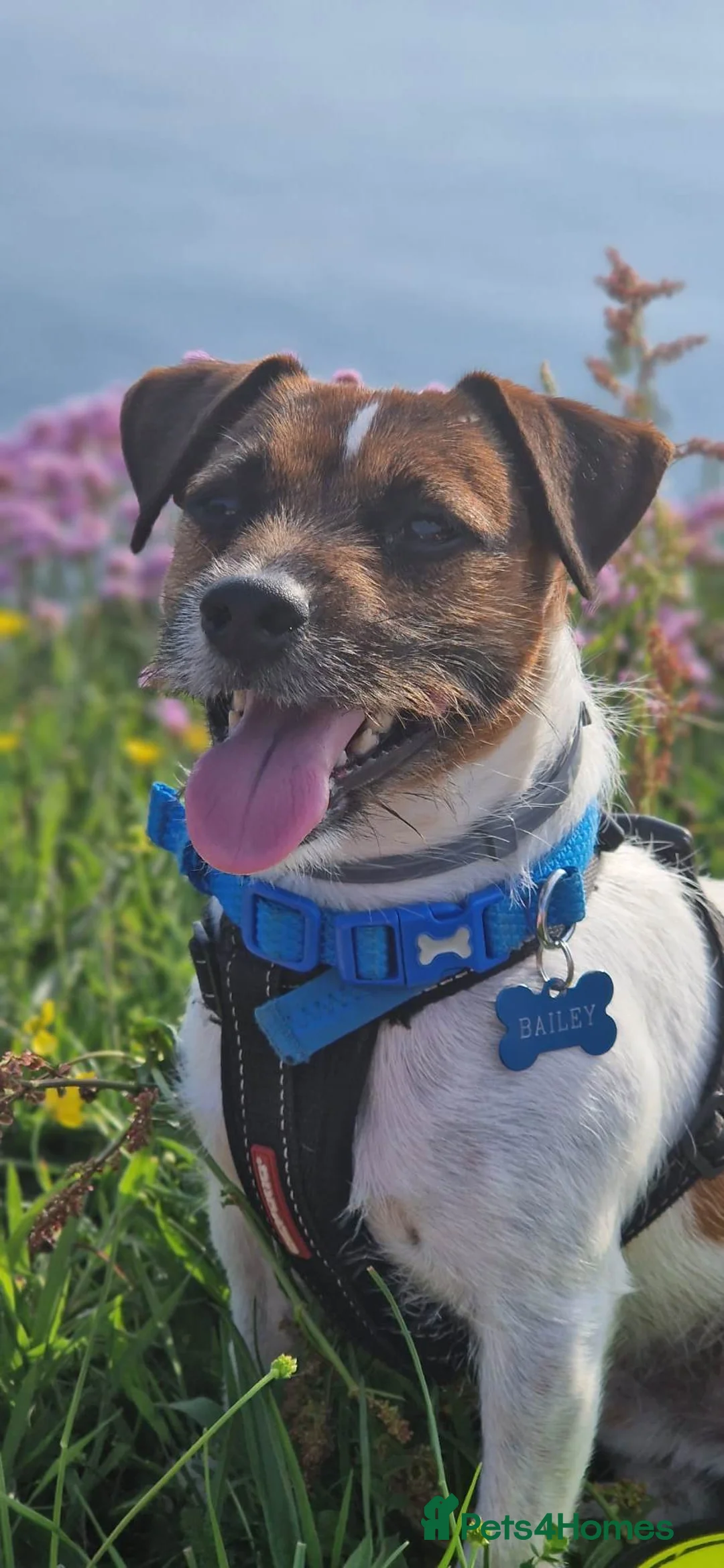 Jack Russell dogs for stud: Dog Breed in Bristol - Advert 1