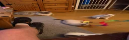 Ragdoll cats for sale: Beautiful ragdoll kittens ready now!! - Advert 4