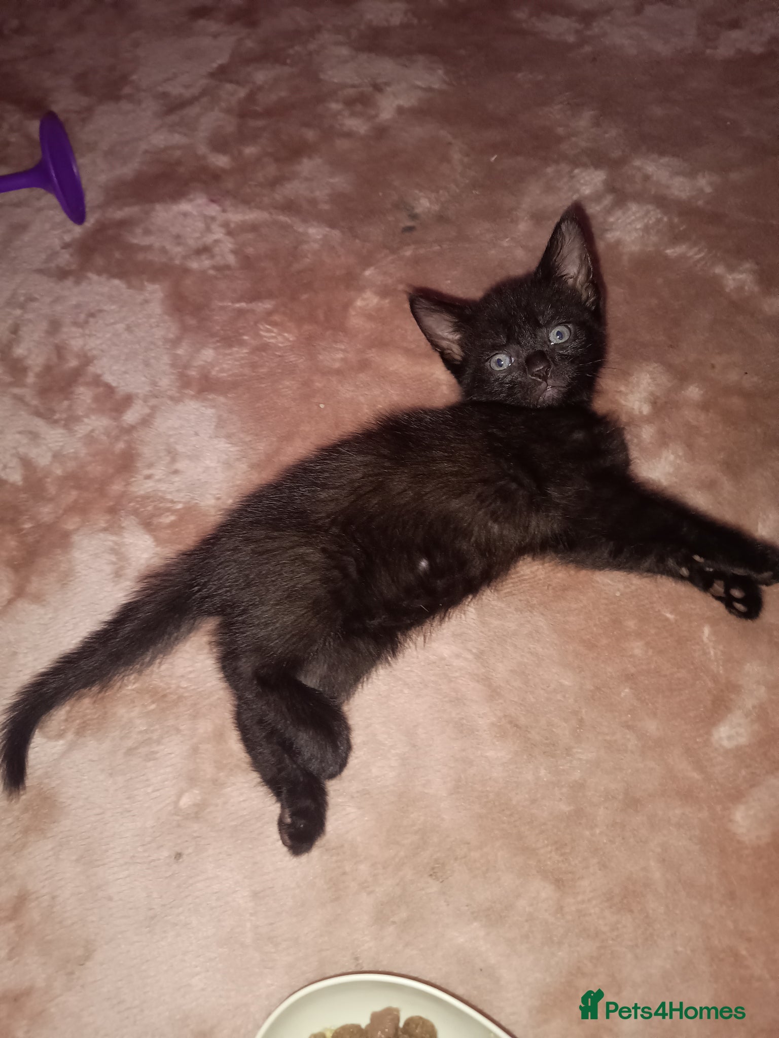 Mixed Breed cats Two 2 females all black kittens  - Advert 6
