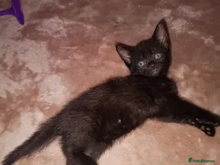 Mixed Breed cats Two 2 females all black kittens - Advert 6