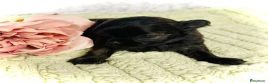 Chihuahua 2