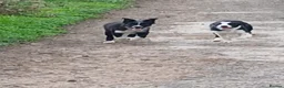 Border Collie dogs for sale: 3 bitch border collies 12 weeks old - Advert 3