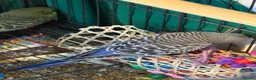 Budgerigars birds for sale: 8 week old baby budgies available in Runcorn - Advert 7