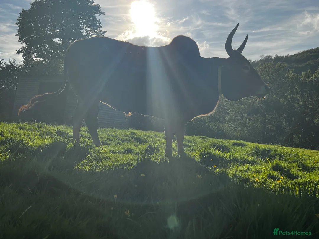Cows & Bulls livestock for sale: Best of buddies…Derek & Buddy  - Advert 5