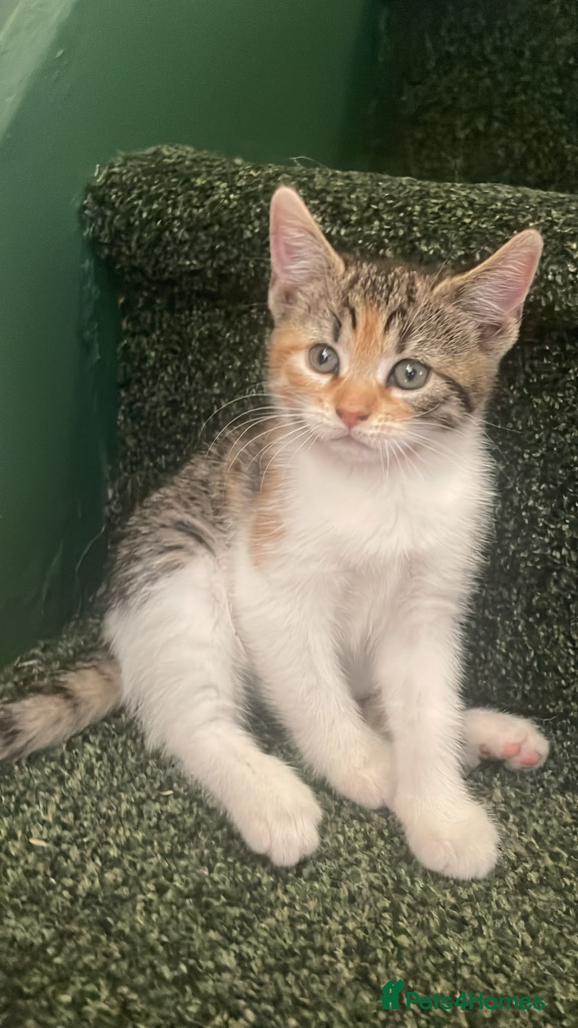 Mixed Breed cats Calico/Tabby kitten - Advert 10
