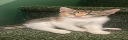 Mixed Breed cats for sale: Calico/Tabby kitten - Advert 1