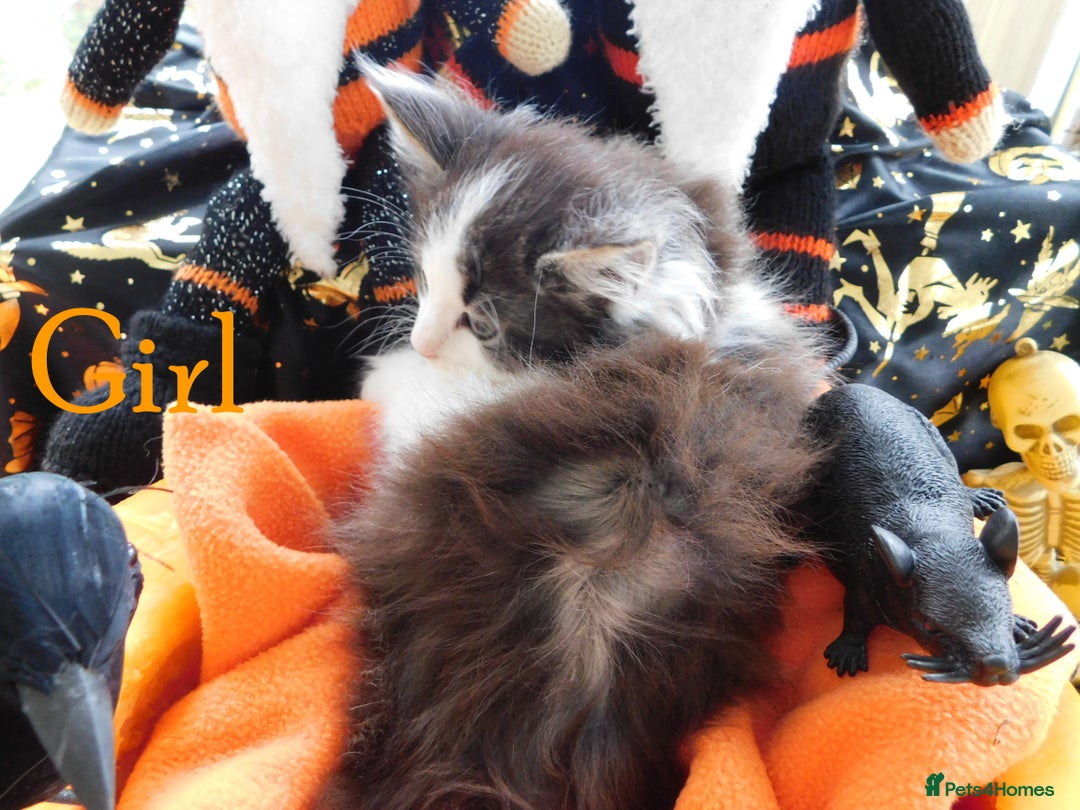 Maine Coon cats for sale: FABULOUS FLUFFY PEDIGREE MAINE COON KITTENS - Image 17