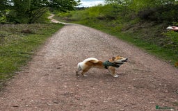 Japanese Shiba Inu dogs for stud: 18 months old Japanese Shiba Inu Stud Available - Image 4