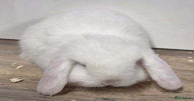 Mini Lop rabbits ❤️Purebread mini lops for sale❤️ - Advert 5