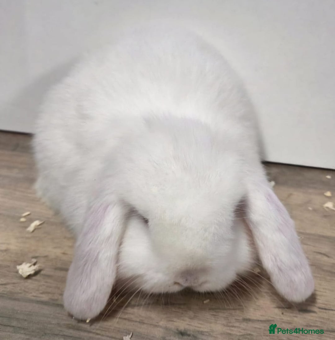 Mini Lop rabbits for sale: ❤️Purebread mini lops for sale❤️ - Advert 3