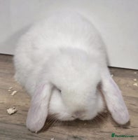 Mini Lop rabbits ❤️Purebread mini lops for sale❤️ - Advert 5