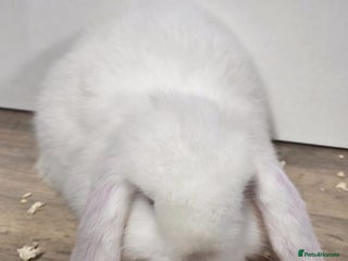 Mini Lop rabbits ❤️Purebread mini lops for sale❤️ - Advert 18