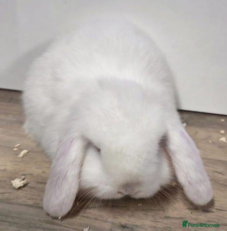 Mini Lop rabbits ❤️Purebread mini lops for sale❤️ - Advert 4