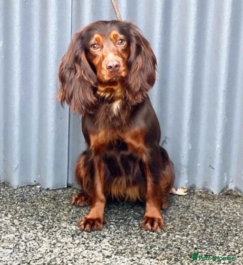 Cocker Spaniel dogs REDUCED KC CHAMPION COCKER SPANIEL PUPPIES - Advert 2
